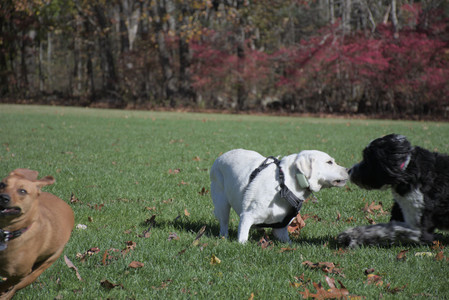 20251101_Dog park and milkweed__DSC0092_.jpg