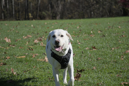 20251101_Dog park and milkweed__DSC0094_.jpg