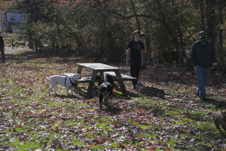 20251101_Dog park and milkweed__DSC0095_.jpg