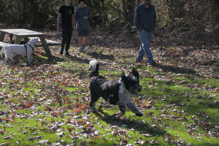 20251101_Dog park and milkweed__DSC0097_.jpg