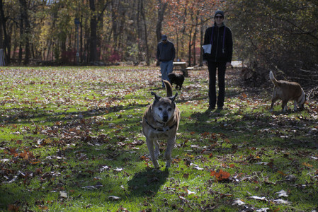 20251101_Dog park and milkweed__DSC0099_.jpg