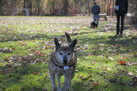 20251101_Dog park and milkweed__DSC0101_.jpg