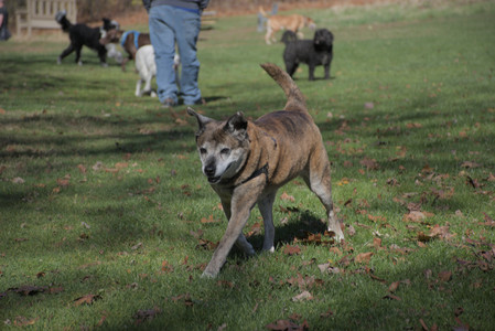 20251101_Dog park and milkweed__DSC0102_.jpg