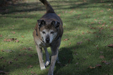 20251101_Dog park and milkweed__DSC0103_.jpg