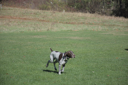 20251101_Dog park and milkweed__DSC0107_.jpg
