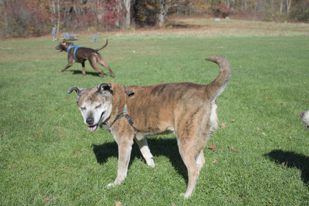20251101_Dog park and milkweed__DSC0108_.jpg