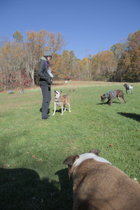 20251101_Dog park and milkweed__DSC0116_.jpg