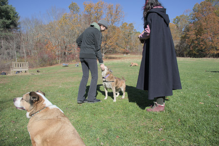 20251101_Dog park and milkweed__DSC0119_.jpg