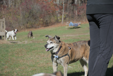 20251101_Dog park and milkweed__DSC0121_.jpg
