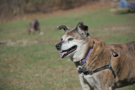 20251101_Dog park and milkweed__DSC0123_.jpg