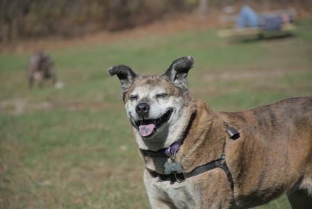20251101_Dog park and milkweed__DSC0124_.jpg