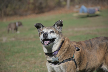 20251101_Dog park and milkweed__DSC0125_.jpg