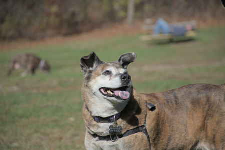 20251101_Dog park and milkweed__DSC0126_.jpg