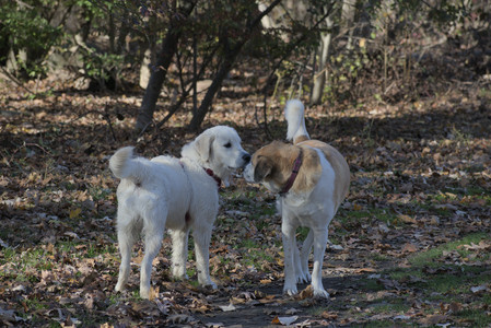 20251102_Dog Park__DSC0031_.jpg