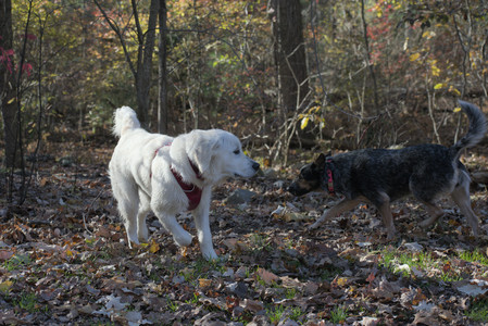 20251102_Dog Park__DSC0033_.jpg