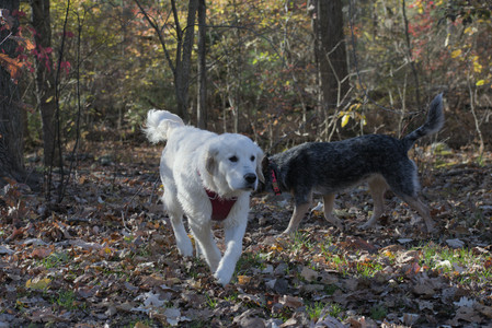 20251102_Dog Park__DSC0034_.jpg