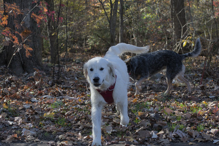 20251102_Dog Park__DSC0035_.jpg