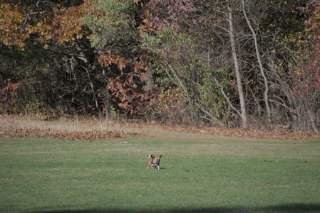 20251102_Dog Park__DSC0040_.jpg