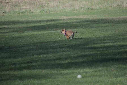 20251102_Dog Park__DSC0043_.jpg