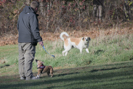 20251102_Dog Park__DSC0046_.jpg