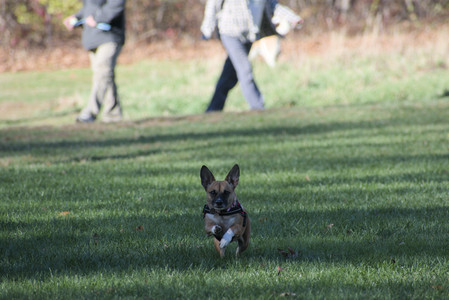 20251102_Dog Park__DSC0055_.jpg