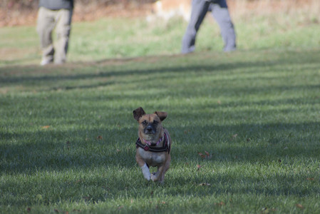 20251102_Dog Park__DSC0056_.jpg