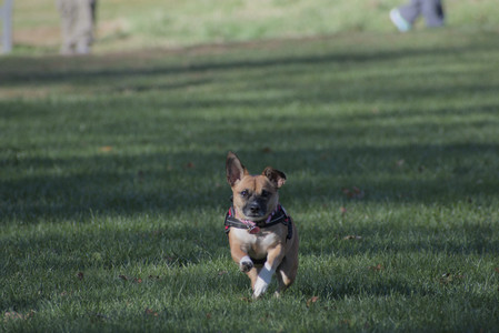 20251102_Dog Park__DSC0057_.jpg
