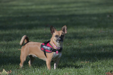 20251102_Dog Park__DSC0060_.jpg