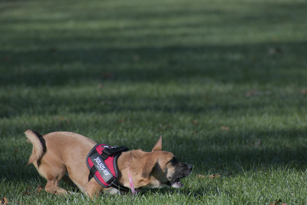 20251102_Dog Park__DSC0061_.jpg