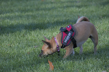 20251102_Dog Park__DSC0062_.jpg