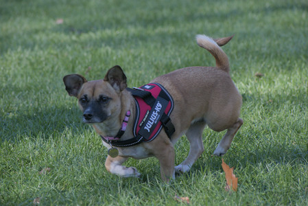 20251102_Dog Park__DSC0063_.jpg