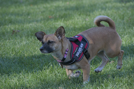 20251102_Dog Park__DSC0064_.jpg