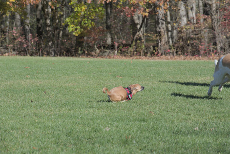 20251102_Dog Park__DSC0066_.jpg