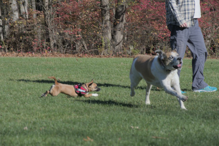 20251102_Dog Park__DSC0067_.jpg