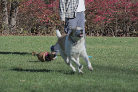 20251102_Dog Park__DSC0068_.jpg