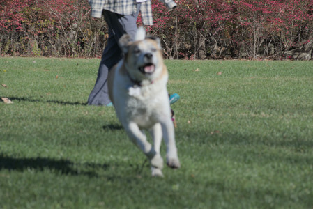 20251102_Dog Park__DSC0069_.jpg