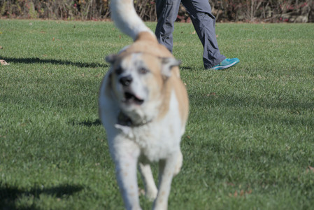 20251102_Dog Park__DSC0070_.jpg