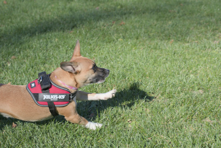 20251102_Dog Park__DSC0071_.jpg