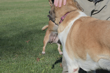 20251102_Dog Park__DSC0074_.jpg