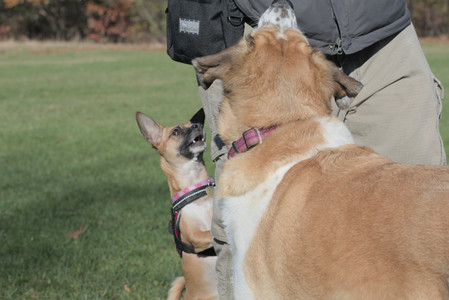 20251102_Dog Park__DSC0075_.jpg