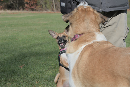 20251102_Dog Park__DSC0077_.jpg