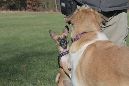 20251102_Dog Park__DSC0078_.jpg