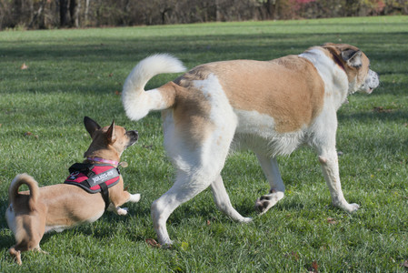 20251102_Dog Park__DSC0080_.jpg