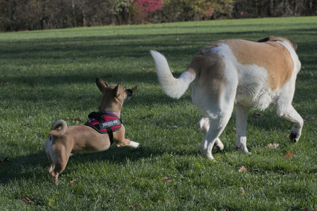 20251102_Dog Park__DSC0081_.jpg