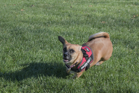 20251102_Dog Park__DSC0083_.jpg