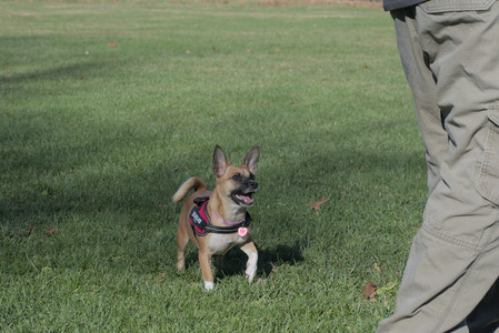 20251102_Dog Park__DSC0084_.jpg