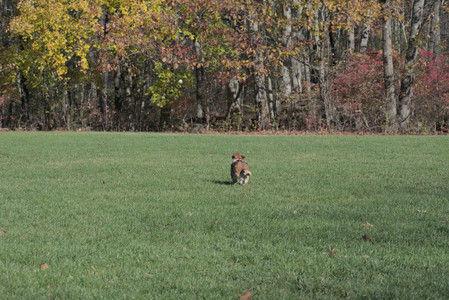 20251102_Dog Park__DSC0089_.jpg