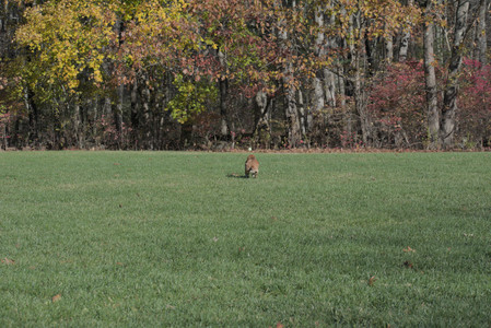 20251102_Dog Park__DSC0090_.jpg