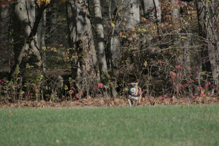 20251102_Dog Park__DSC0093_.jpg