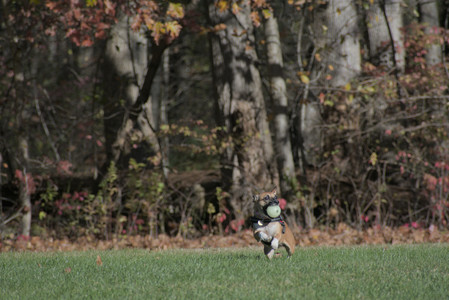 20251102_Dog Park__DSC0094_.jpg